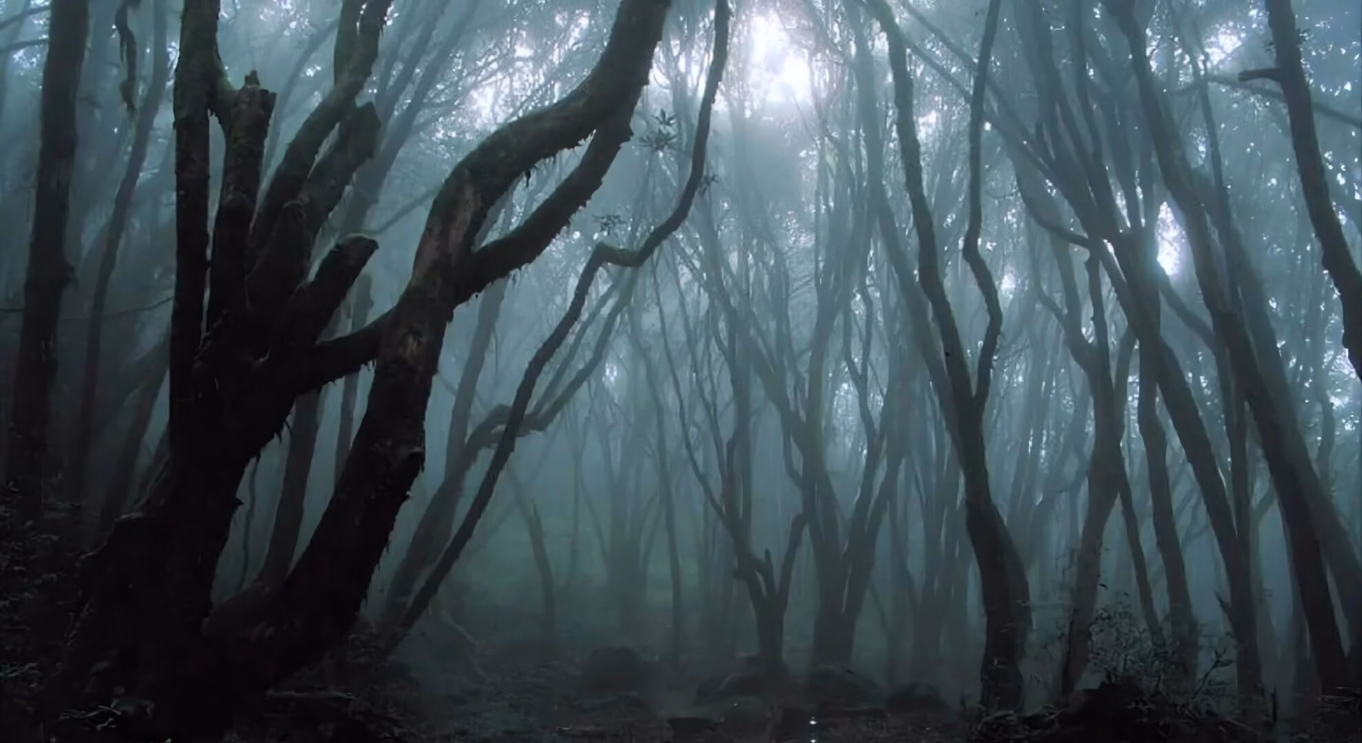 Narrow dirt path through a dark forest of gnarled, fog-covered trees with teal-toned light filtering through the canopy.