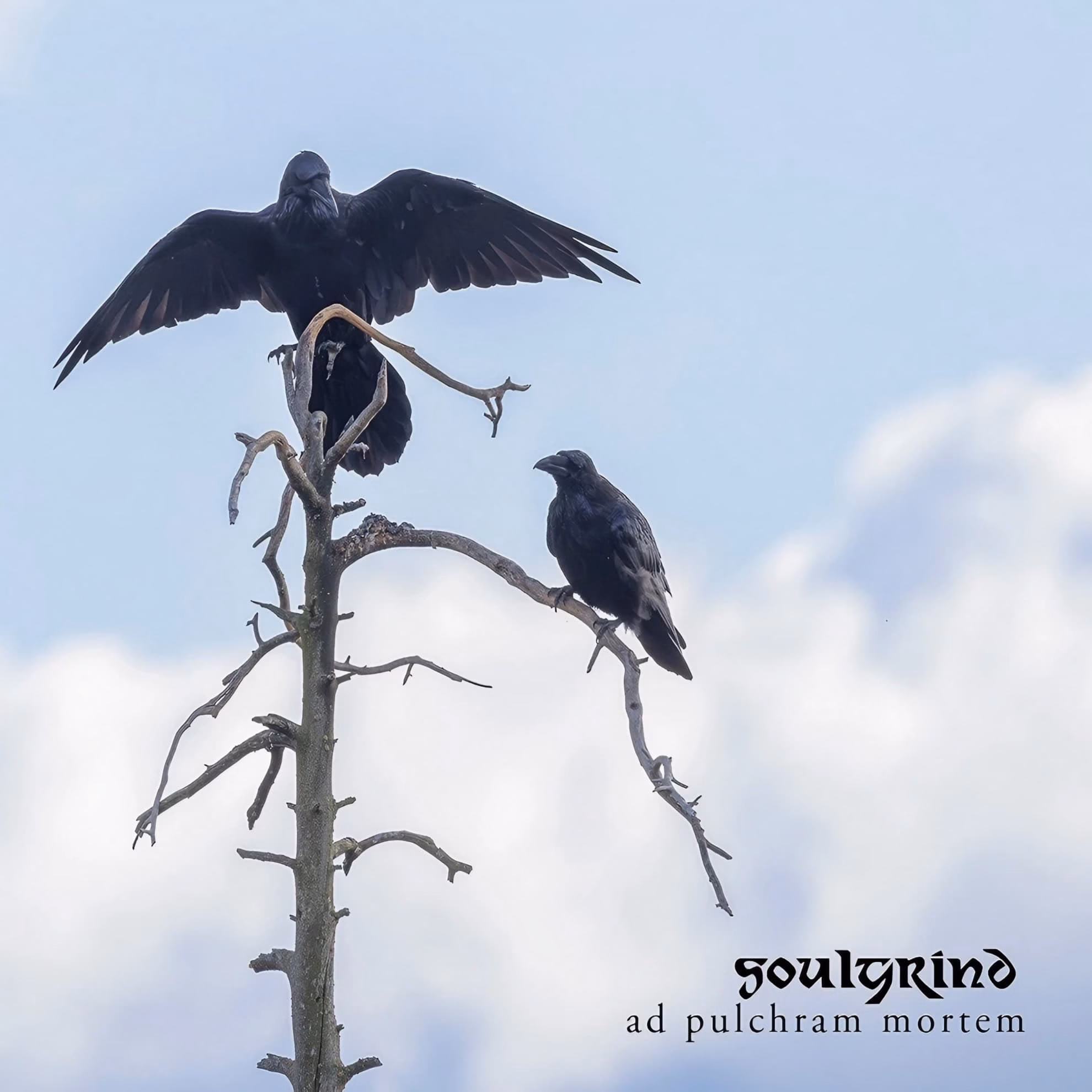 Soulgrind Emerges from Tuonela in ‘Ad Pulchram Mortem’ Soulgrind, ‘Ad Pulchram Mortem’ cover: two ravens perched on a bare tree against pale sky.