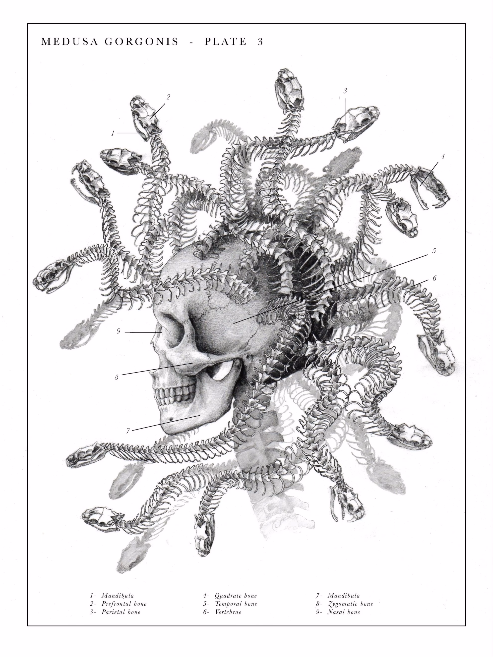 E. B. Hudspeth’s ‘The Cult of Dr. Black’ anatomical plate of a Medusa skeleton.